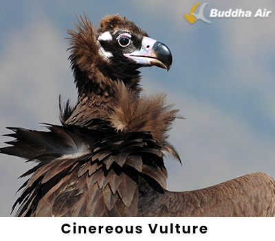 Cinereous Vulture